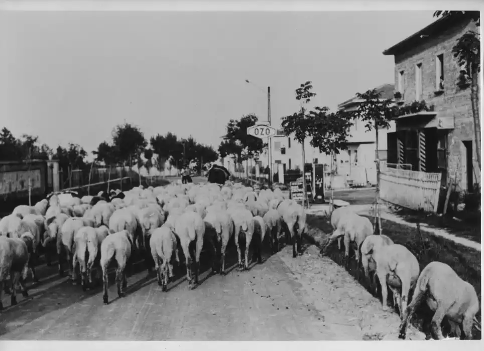 Gregge di pecore sul Viale