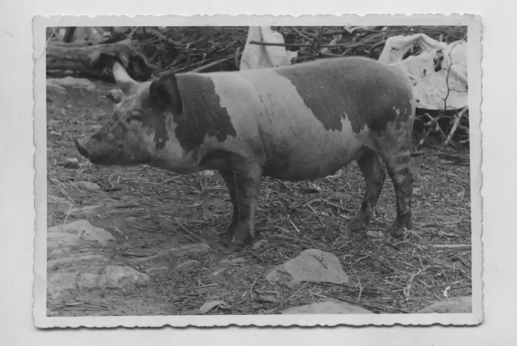 Foto archivio Spolveriamo