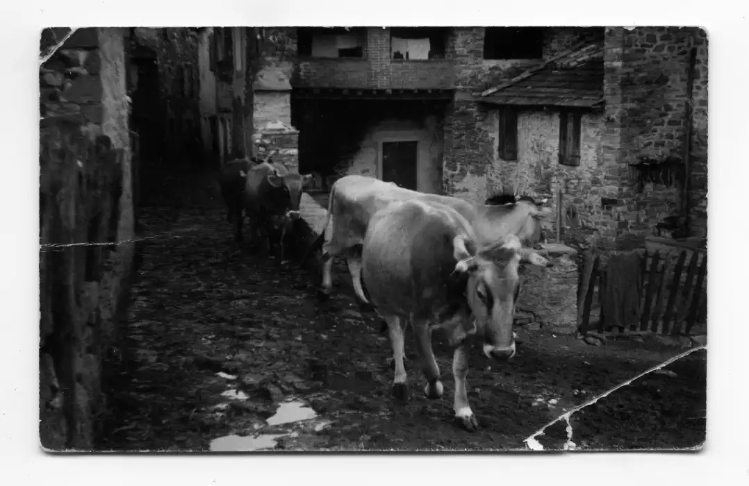 “La Furba, la Bisa, la Bianca, la Rosina e la Caporala”